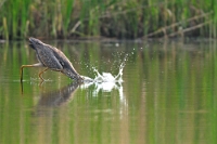 Ardea purpurea (Airone rosso giovane, cacciata)